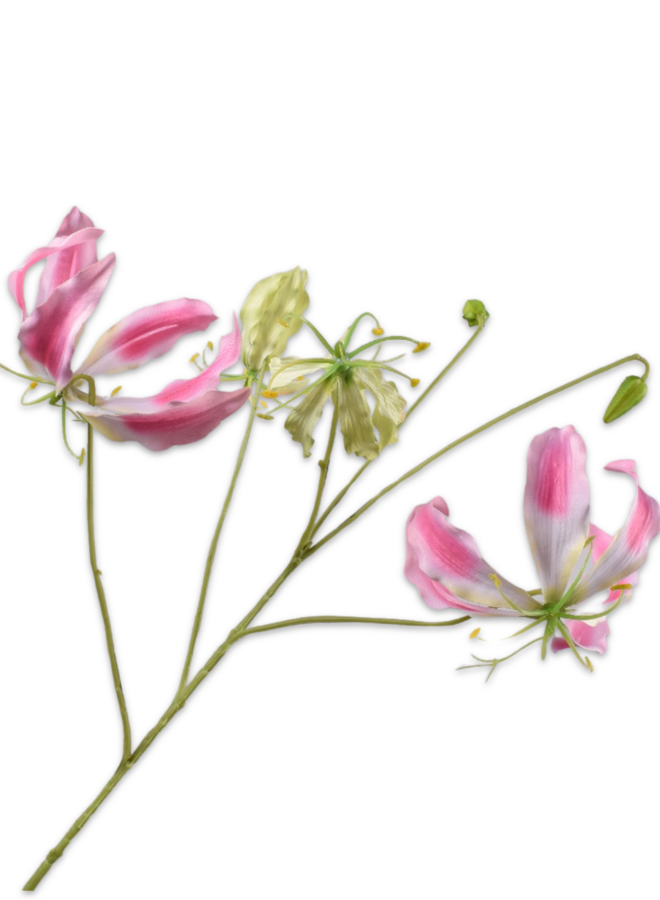 GLORIOSA TAK ROZE  89 cm