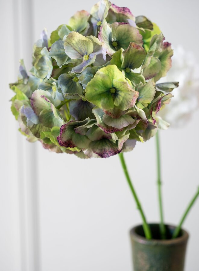 HORTENSIA STEEL BLAUW GROEN 75 cm
