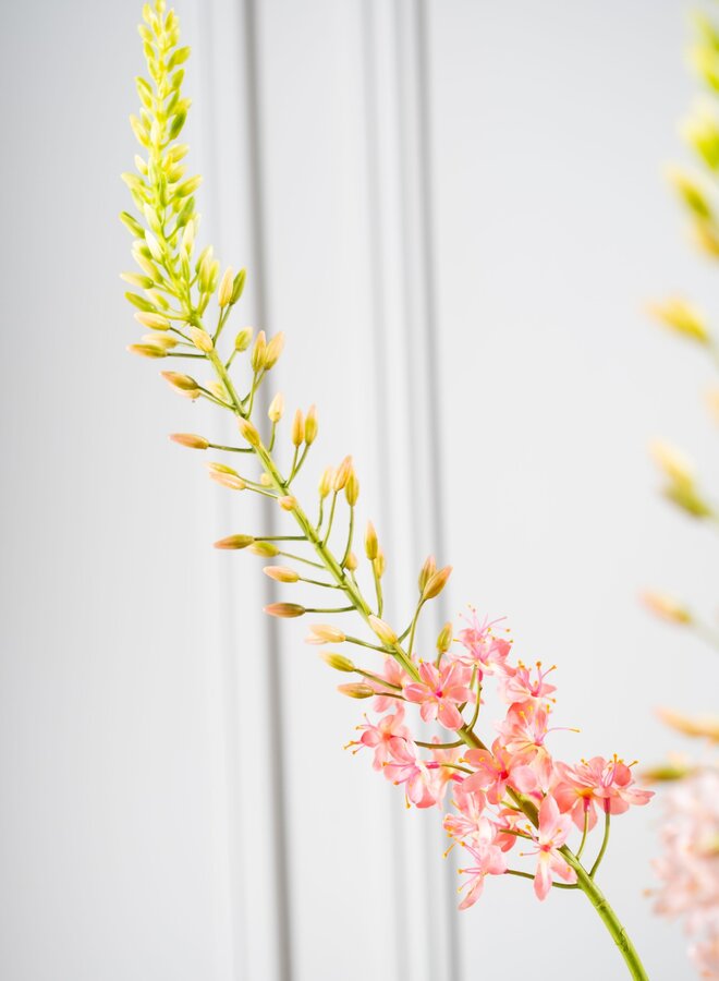 EREMURUS STEEL ROZE  107 cm