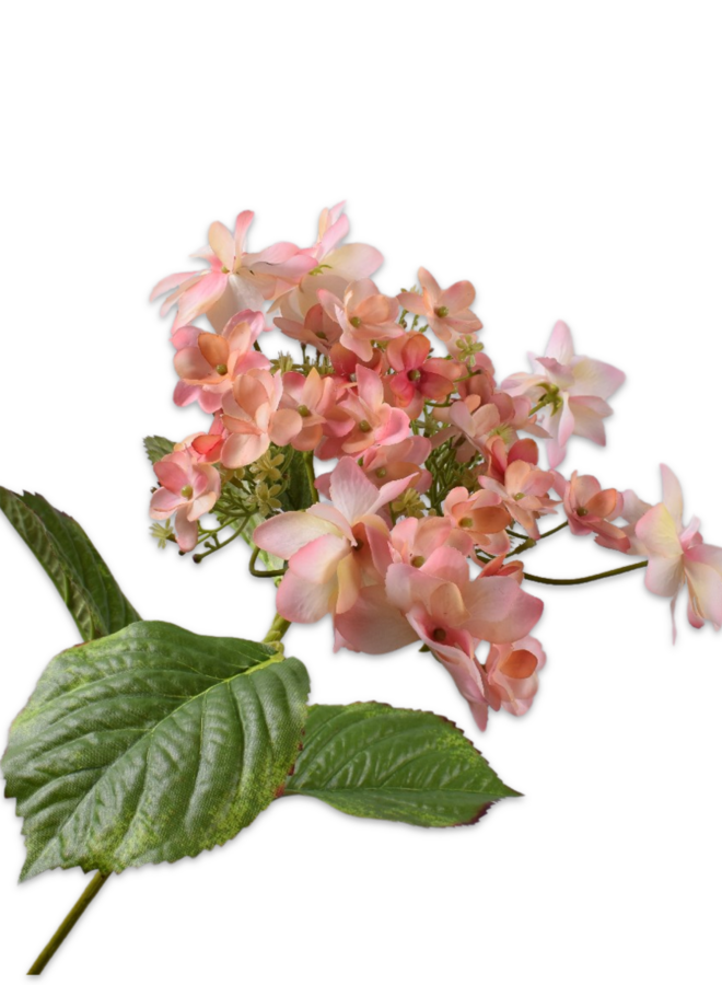 HORTENSIA STEEL PERZIK 74 cm