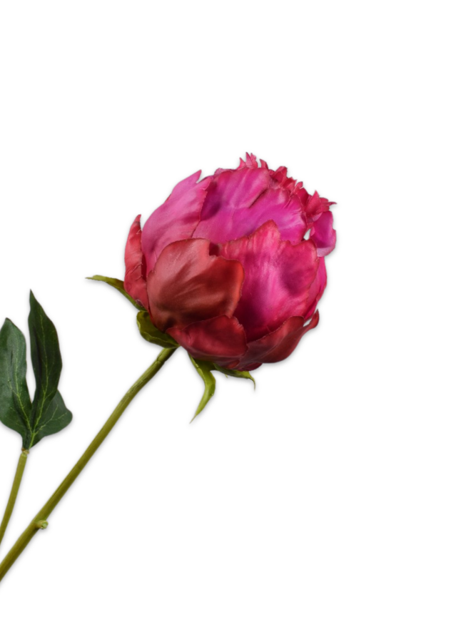 PIOEN STEEL FUCHSIA BEAUTY  58 cm