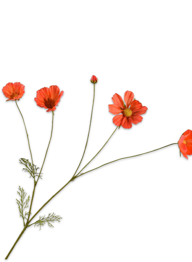 COSMOS TAK ORANJE 92 cm