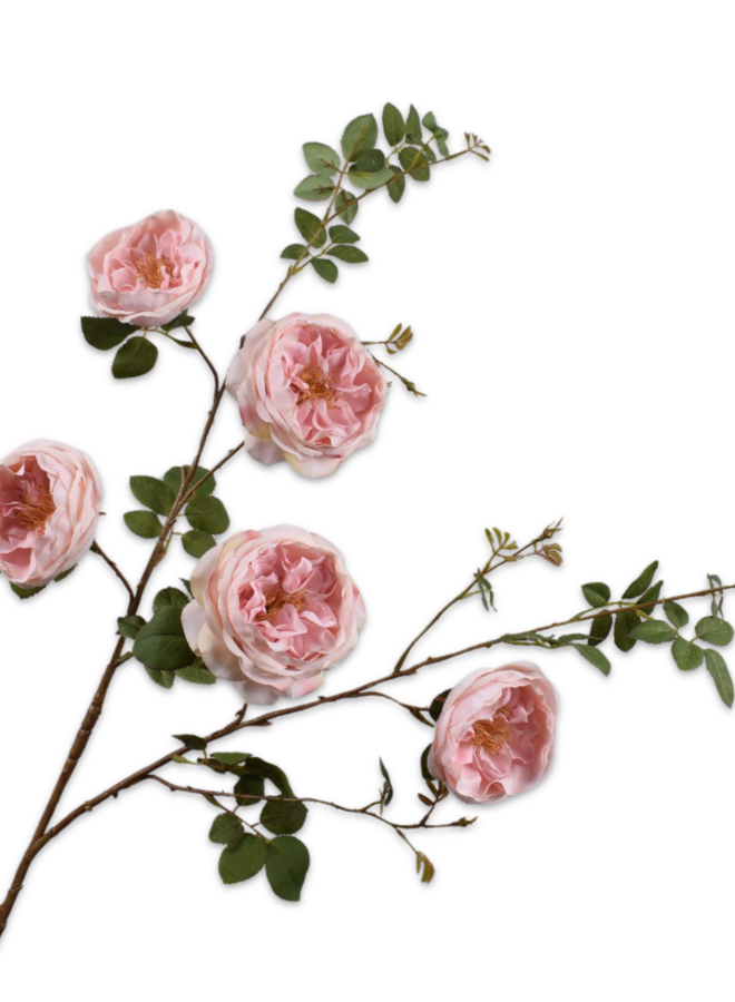 TUIN ROOS TAK ROZE 112 cm