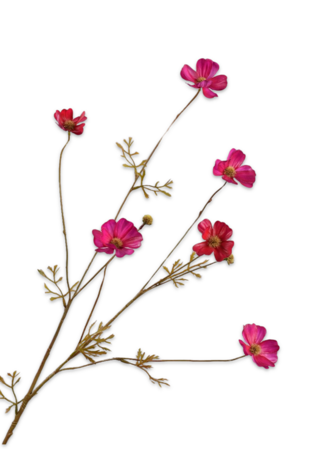 COSMOS TAK BEAUTY FUCHSIA 77 cm