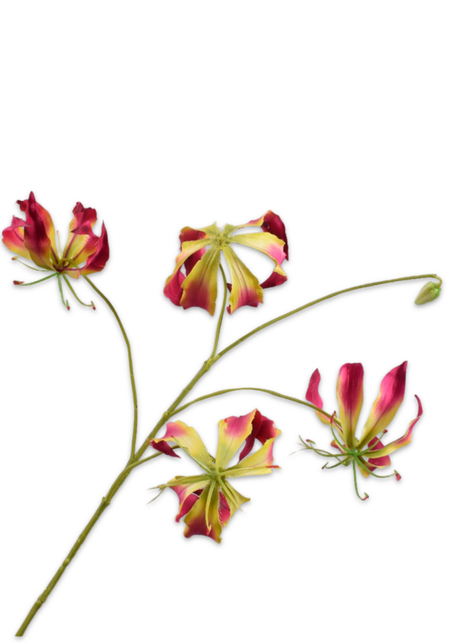 GLORIOSA TAK BEAUTY 89 cm