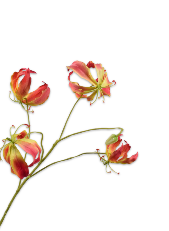 GLORIOSA TAK GEEL ROZE  89 cm