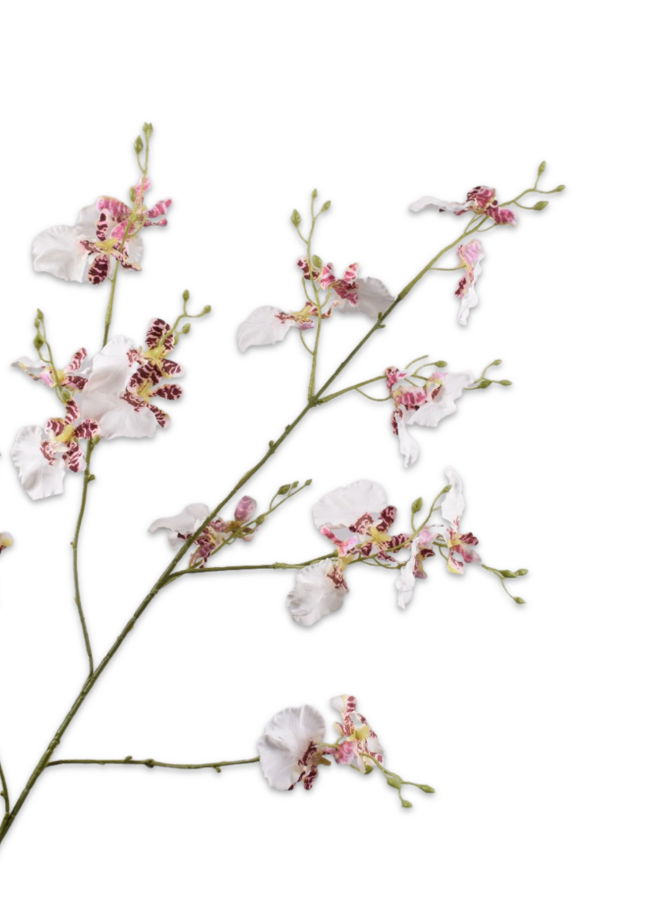 ORCHIDEE TAK WIT PAARS 91 cm