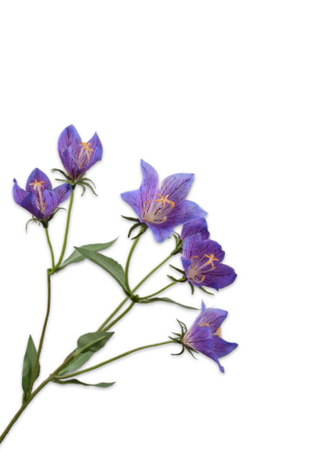 CAMPANULA TAK PAARS 62 cm