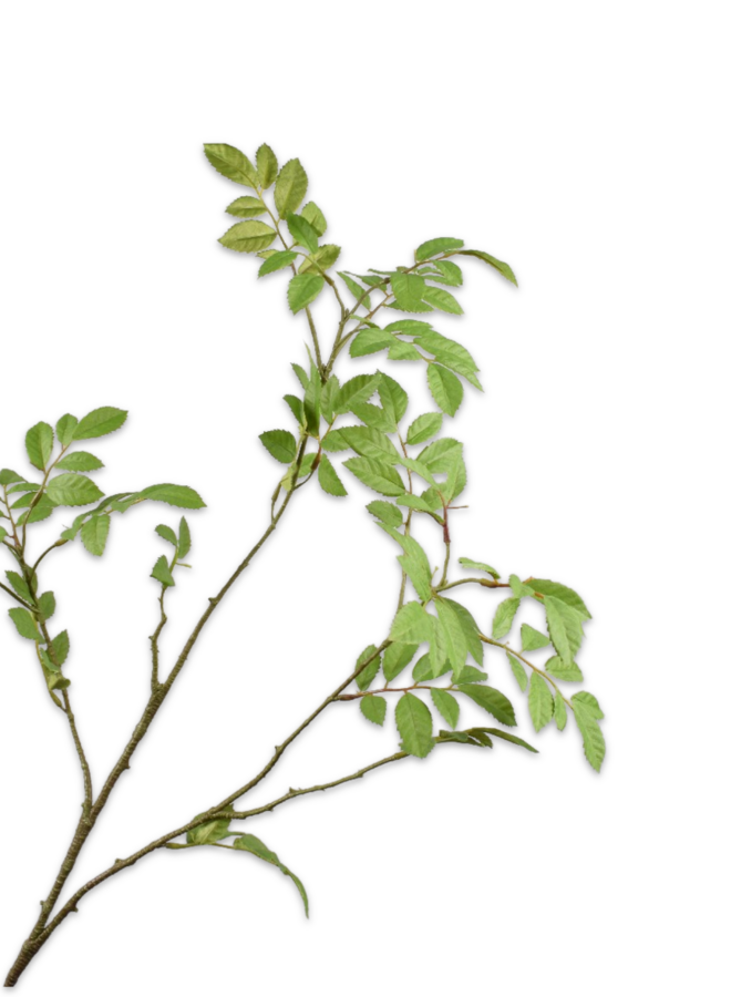 BLADTAK  GROEN  76 cm