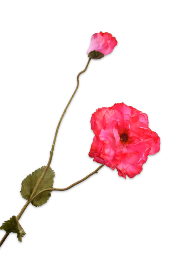 KLAPROOS FUCHSIA BEAUTY 109 cm