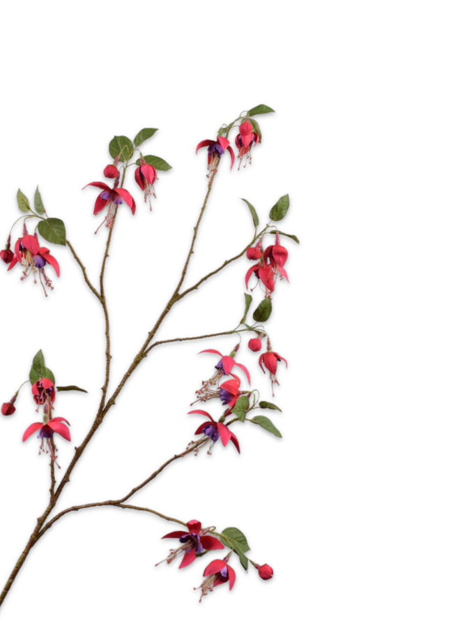 FUCHSIA TAK BEAUTY 118 cm