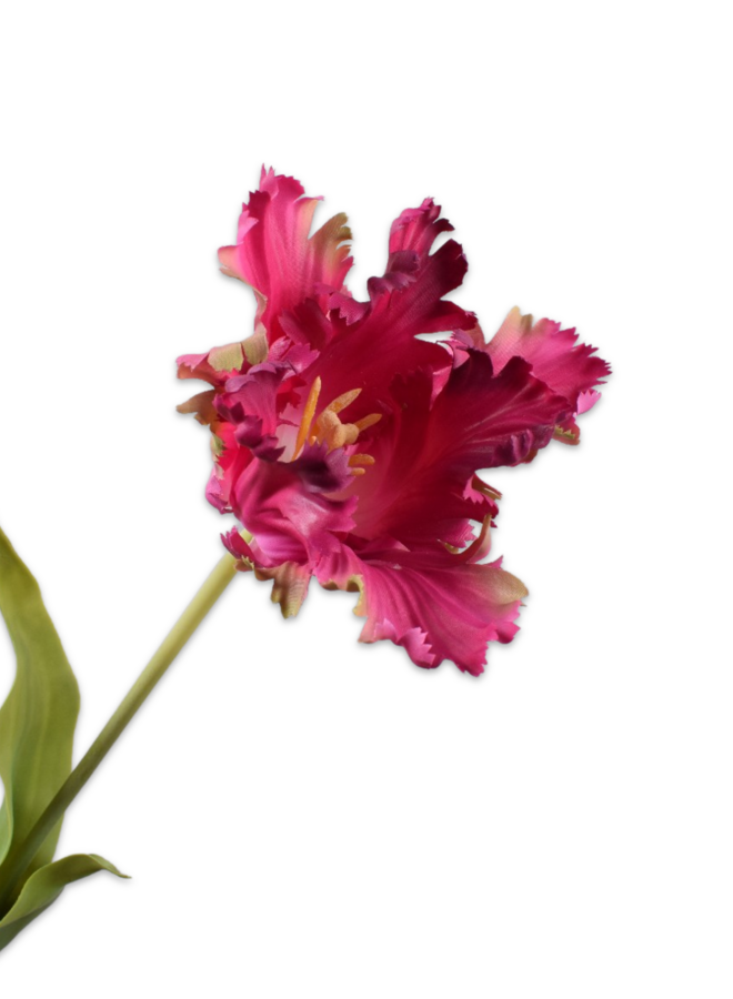 TULP STEEL PAARS ROZE 71 cm