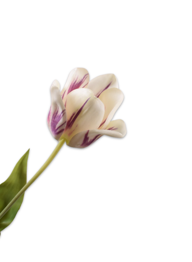 TULP WIT PAARS 71 CM