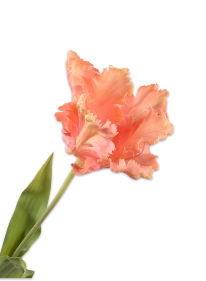 TULP STEEL PERZIK  71 cm