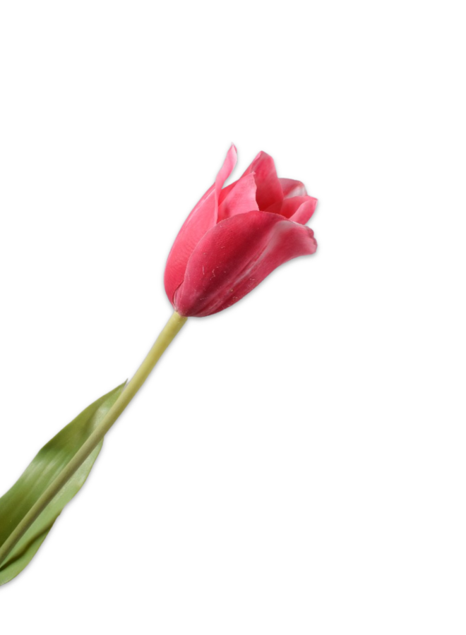 TULP FUCHSIA BEAUTY 72 cm