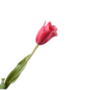 TULP FUCHSIA BEAUTY 72 cm