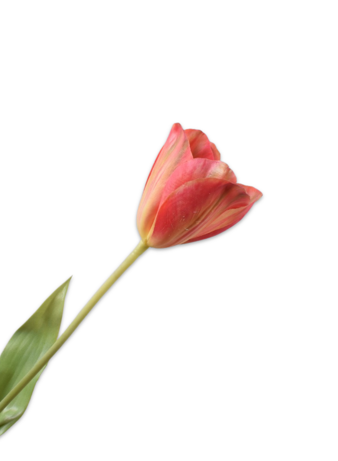 TULP ORANJE GEEL 72 cm