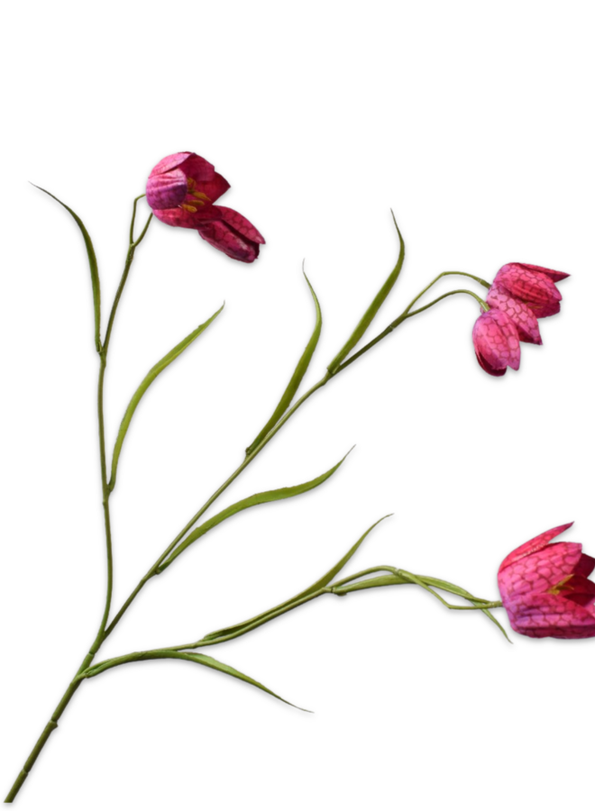 FRITILLARIA TAK BEAUTY 64 cm