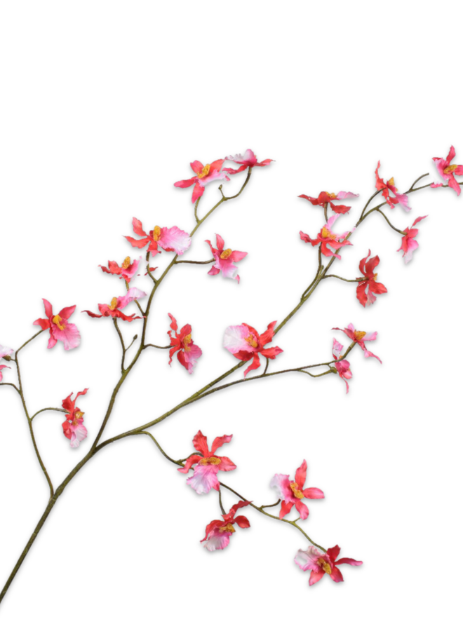 ORCHIDEE TAK ORANJE BEAUTY 100 cm