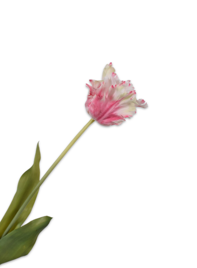 TULP STEEL ROZE WIT 71 cm