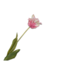 TULP STEEL ROZE WIT 71 cm