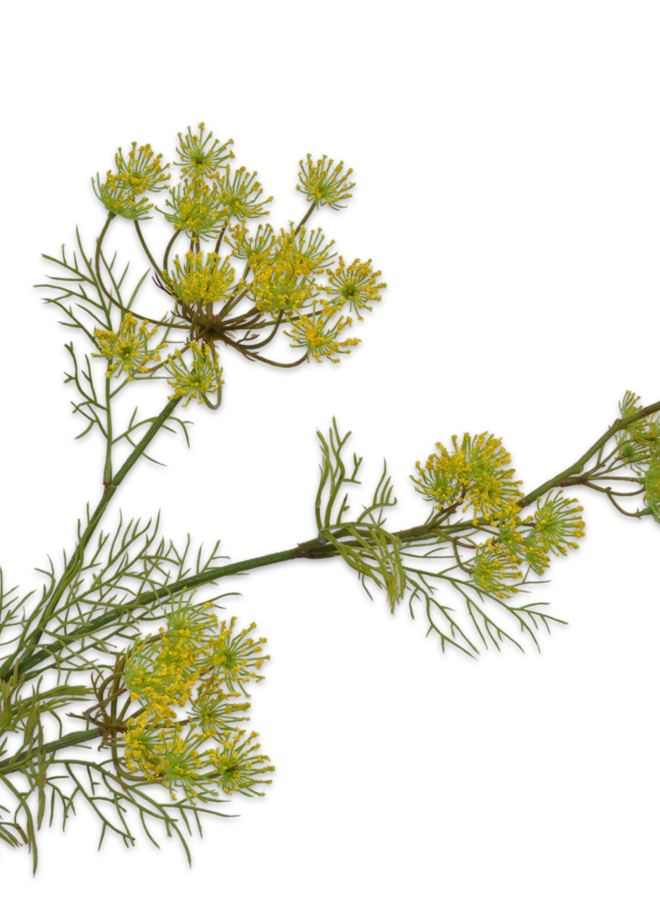 DILLE TAK GEEL 84 cm