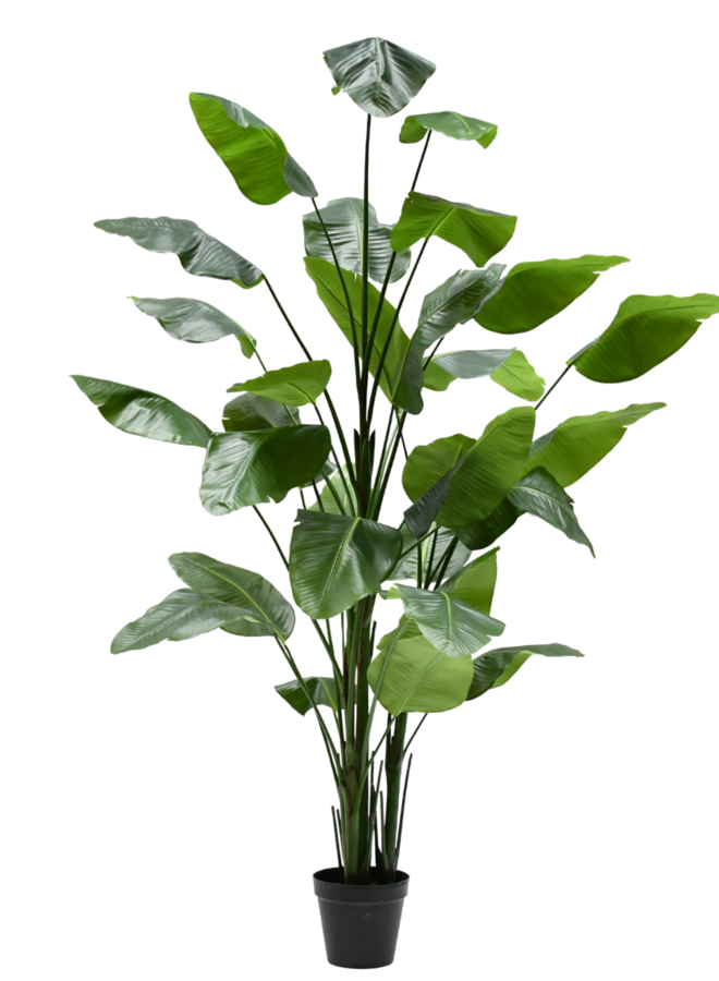 PREMIUM STRELITZIA 150/183/300 cm