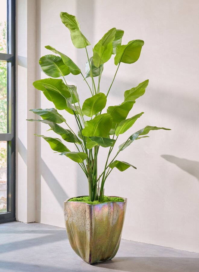 PREMIUM STRELITZIA 150/183/300 cm