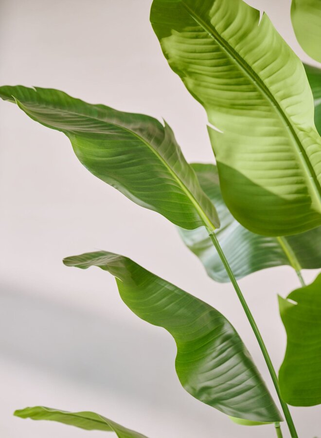 PREMIUM STRELITZIA 150/183/300 cm