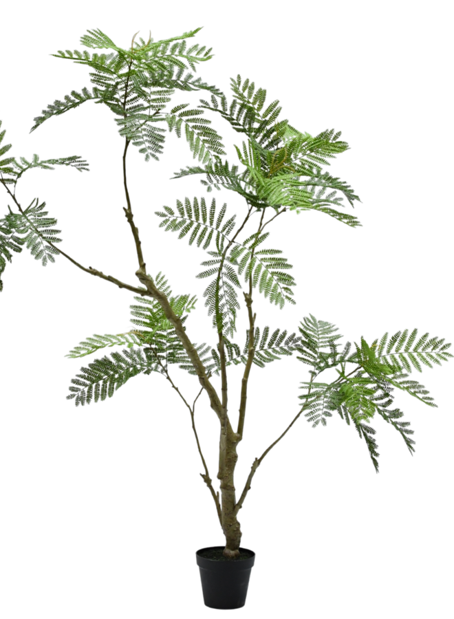 ACACIA IN POT GROEN 210 cm