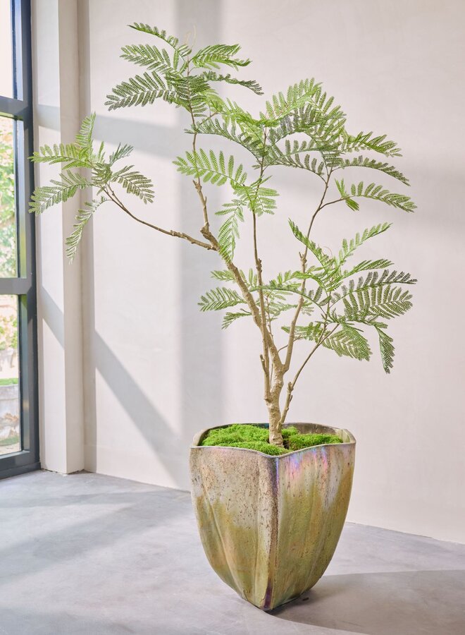 ACACIA IN POT GROEN 210 cm