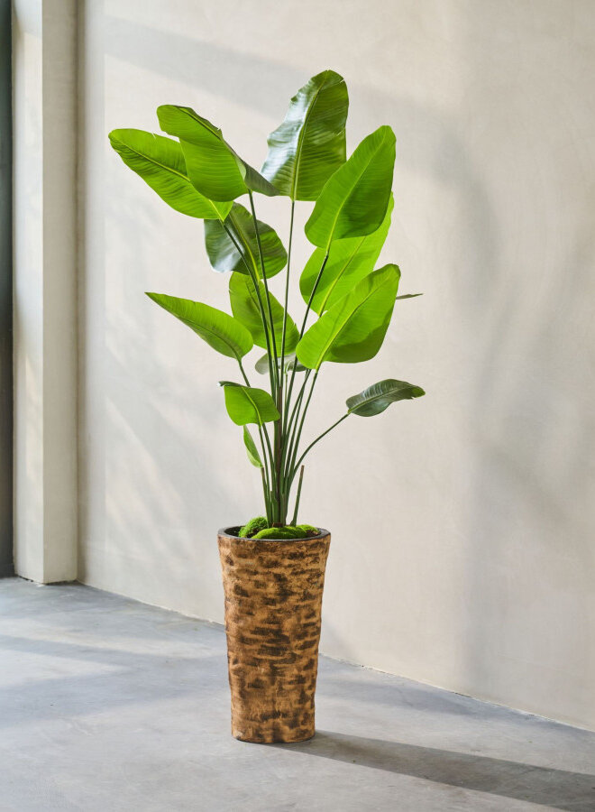 STRELITZIA PLANT 180 cm