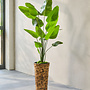STRELITZIA PLANT 180 cm
