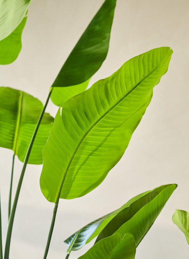 STRELITZIA PLANT 180 cm
