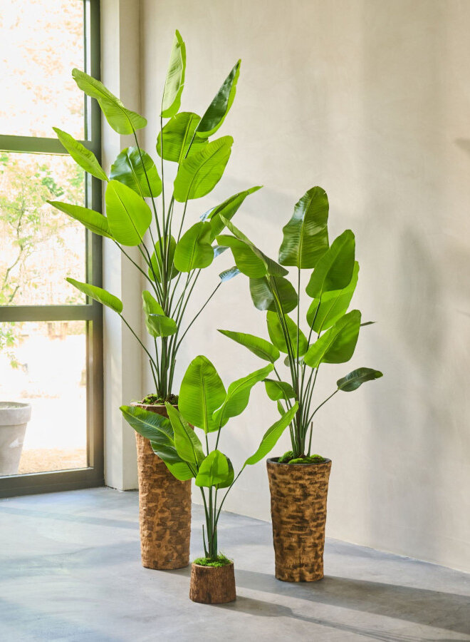 STRELITZIA PLANT 180 cm