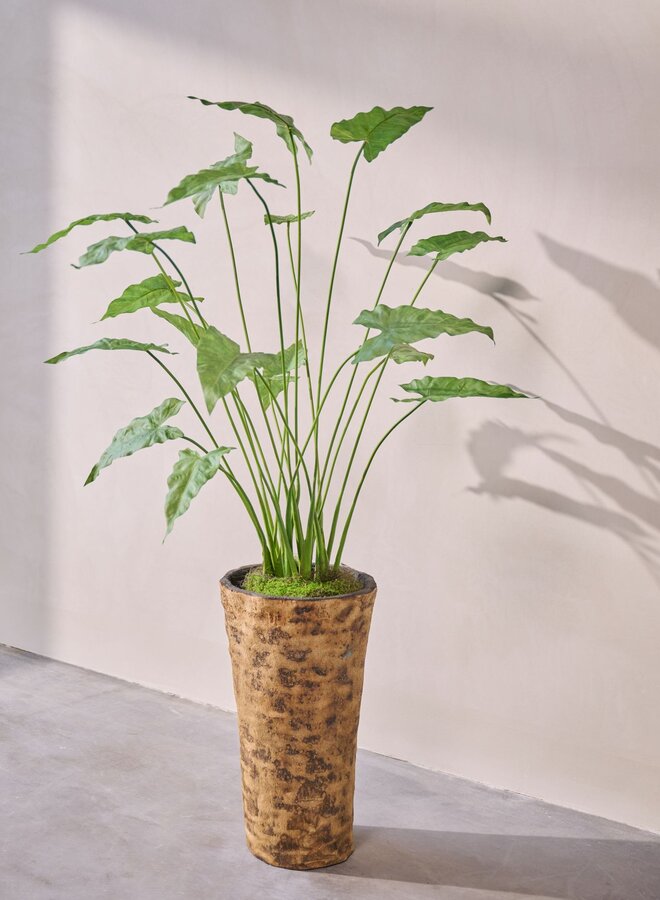 ALOCASIA GROEN 133 cm