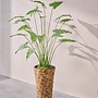 ALOCASIA GROEN 133 cm