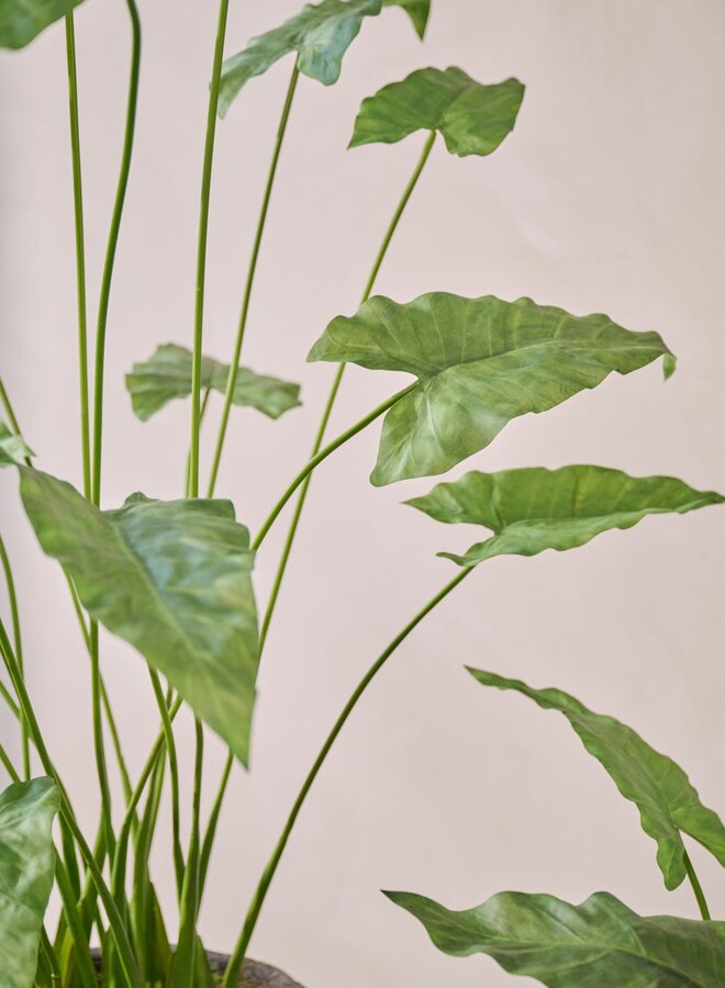 ALOCASIA GROEN 133 cm