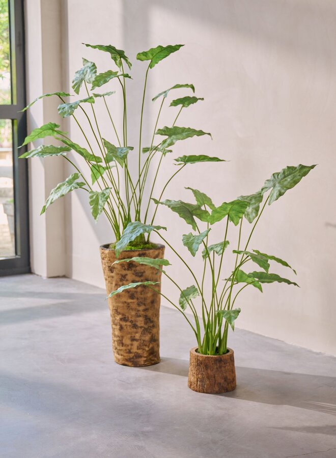 ALOCASIA GROEN 133 cm