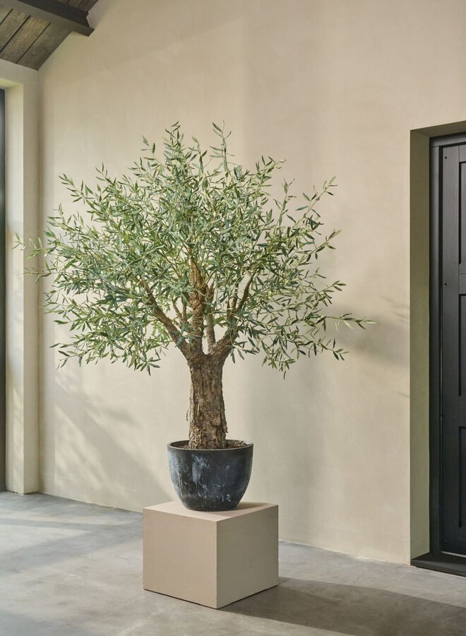 OLIJF BOOM GROEN IN POT 240 cm