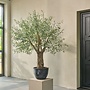 OLIJF BOOM GROEN IN POT 240 cm