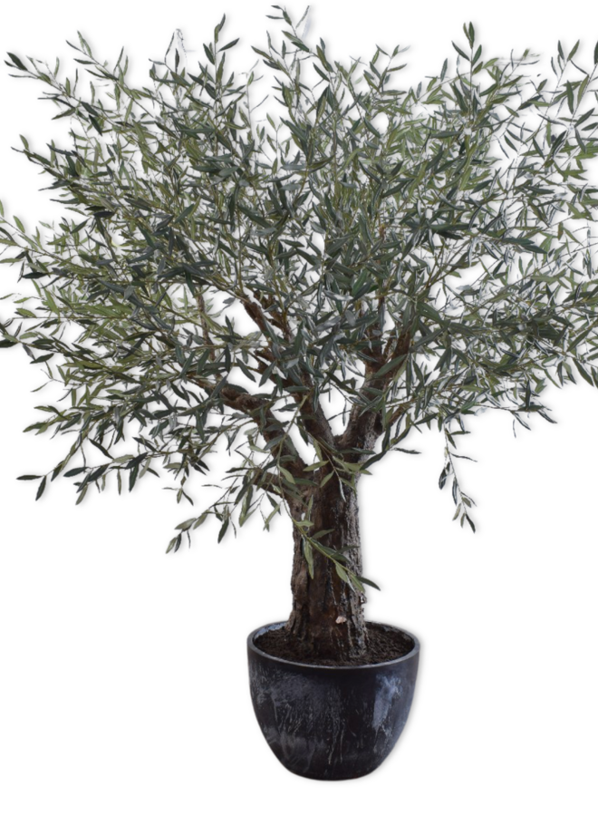 OLIJF BOOM GROEN IN POT 240 cm