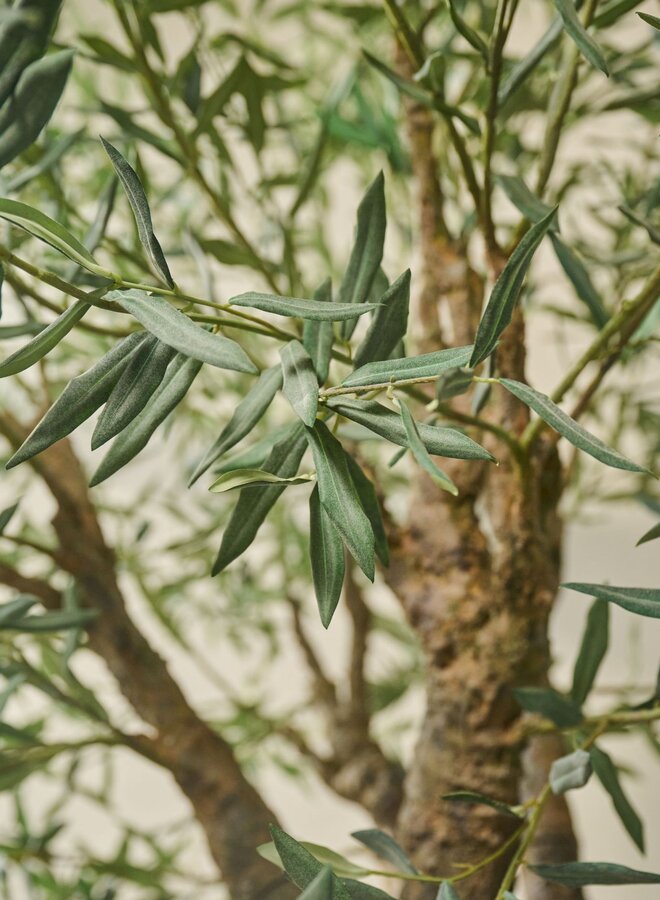 OLIJF BOOM GROEN IN POT 240 cm