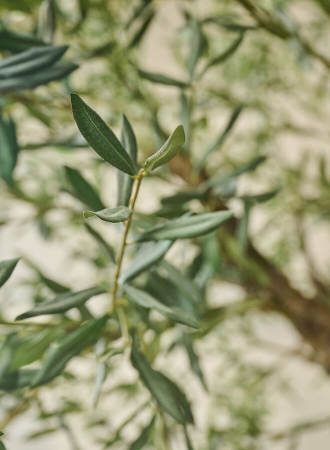 OLIJF BOOM GROEN IN POT 240 cm