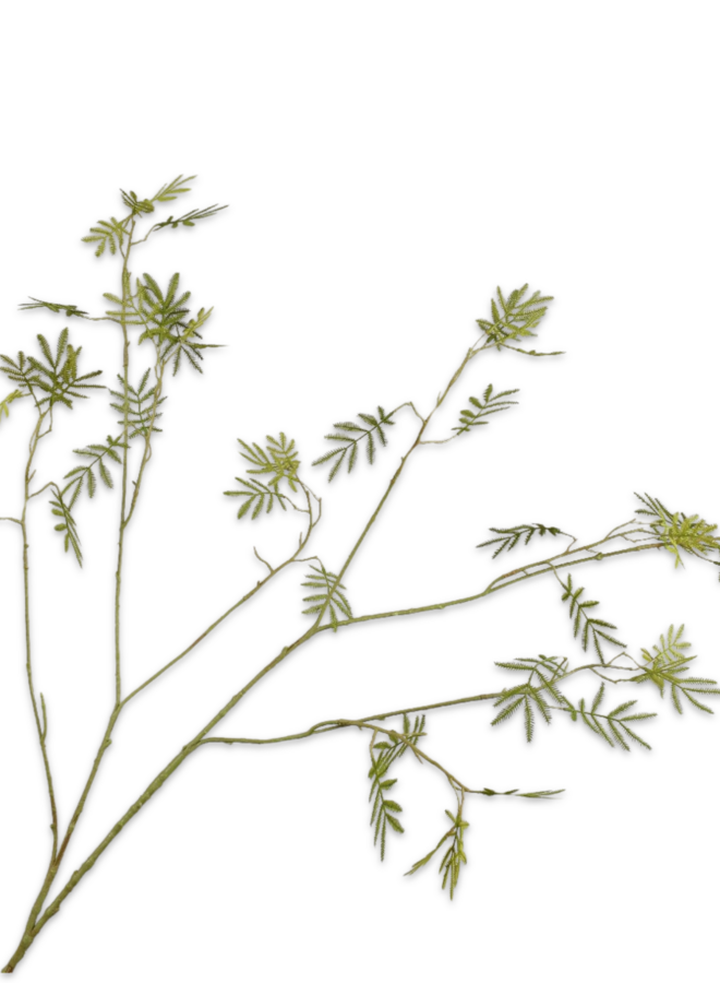 MIMOSA TAK GROEN 125 cm