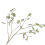 MIMOSA TAK GROEN 125 cm