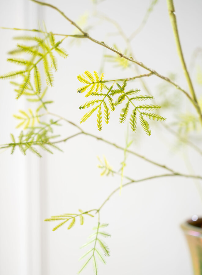 MIMOSA TAK GROEN 125 cm