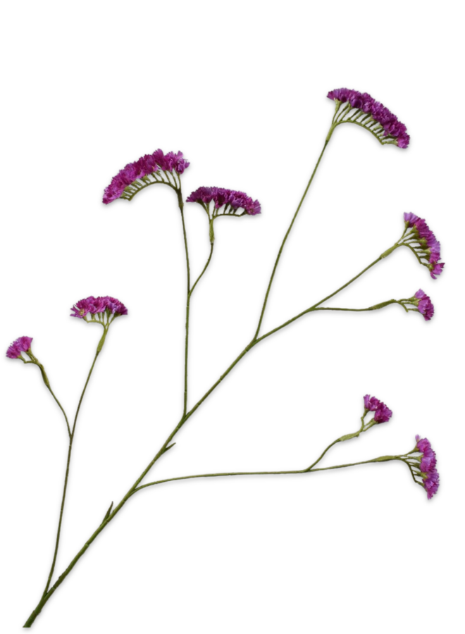 STATICE TAK LAVENDEL 95 cm