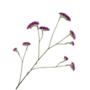 STATICE TAK LAVENDEL 95 cm