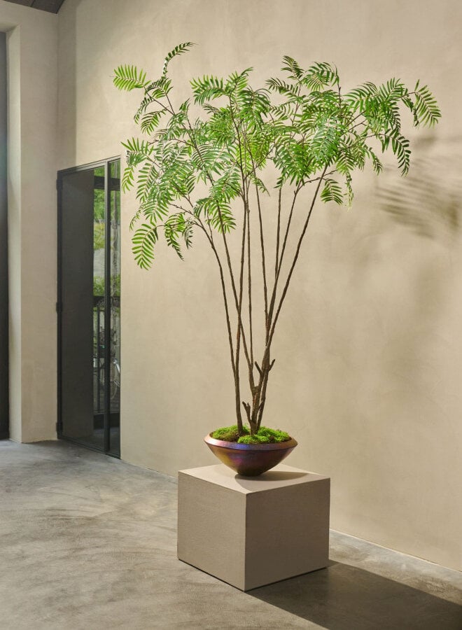 SORBUS IN POT GROEN 240 cm